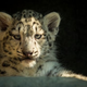 Illustration for article titled ZOMG BABY CHEETAH TRIPLETS AND SNOW LEOPARD TRIPLETS!!!